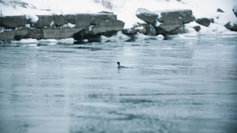 Wilde-Wasservögel-Fliegen-Aus-Dem-Gefrorenen-Seewasser