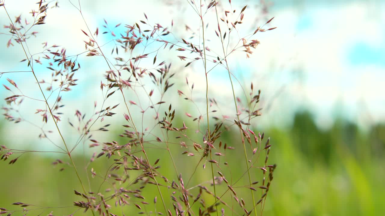 Wild Grass in a Field