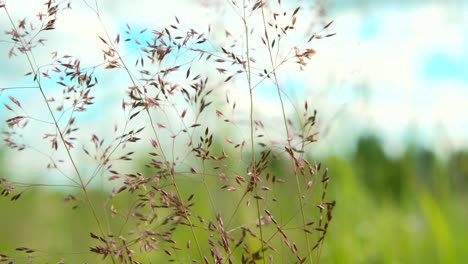 wild grass in a field