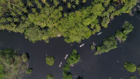 aerial cenital wide shot of panga boats in the mangrove la ventanilla, oaxaca