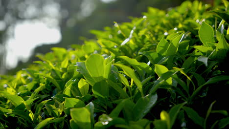 hermosas plantas de té