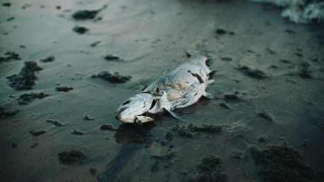 浪潮將死魚的屍體沖到海灘上