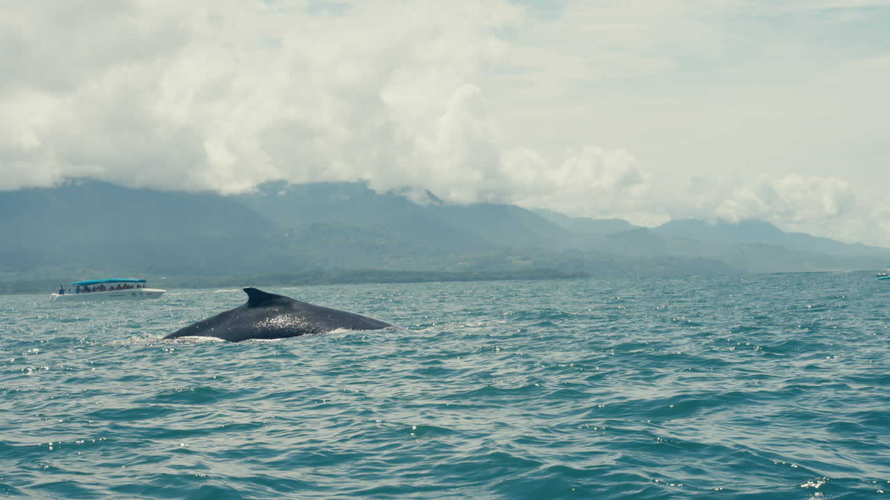 Whale watching on a tropical island