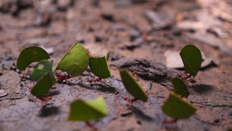 tiny but mighty leafcutter ants navigate the jungle floor, balancing leaf pieces as they journey home.