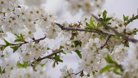 morello tree, during flowering