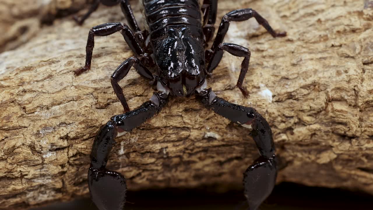 A scorpion moves across textured bark, showcasing its natural behavior in a close-up view with detailed lighting