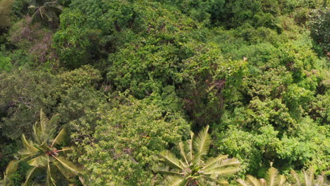 aerial shot flying over jungle and river in bali, indonesia