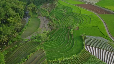 Vista-Aérea-Del-Hermoso-Patrón-De-Plantación-Verde