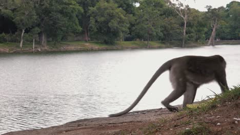 Plano-Medio-De-Un-Mono-Macaco-Sentado-Junto-Al-Río