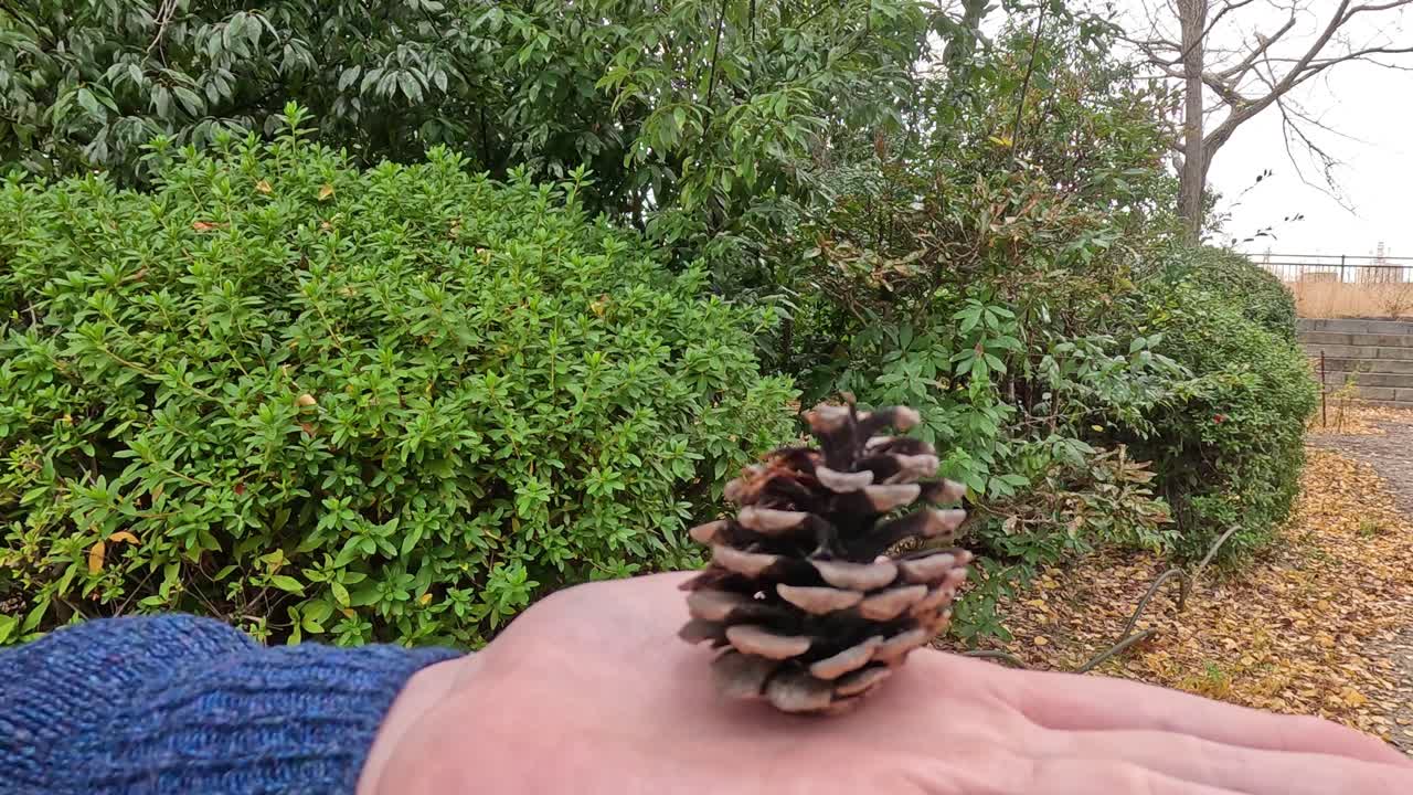 Hand balancing a pine cone outdoors
