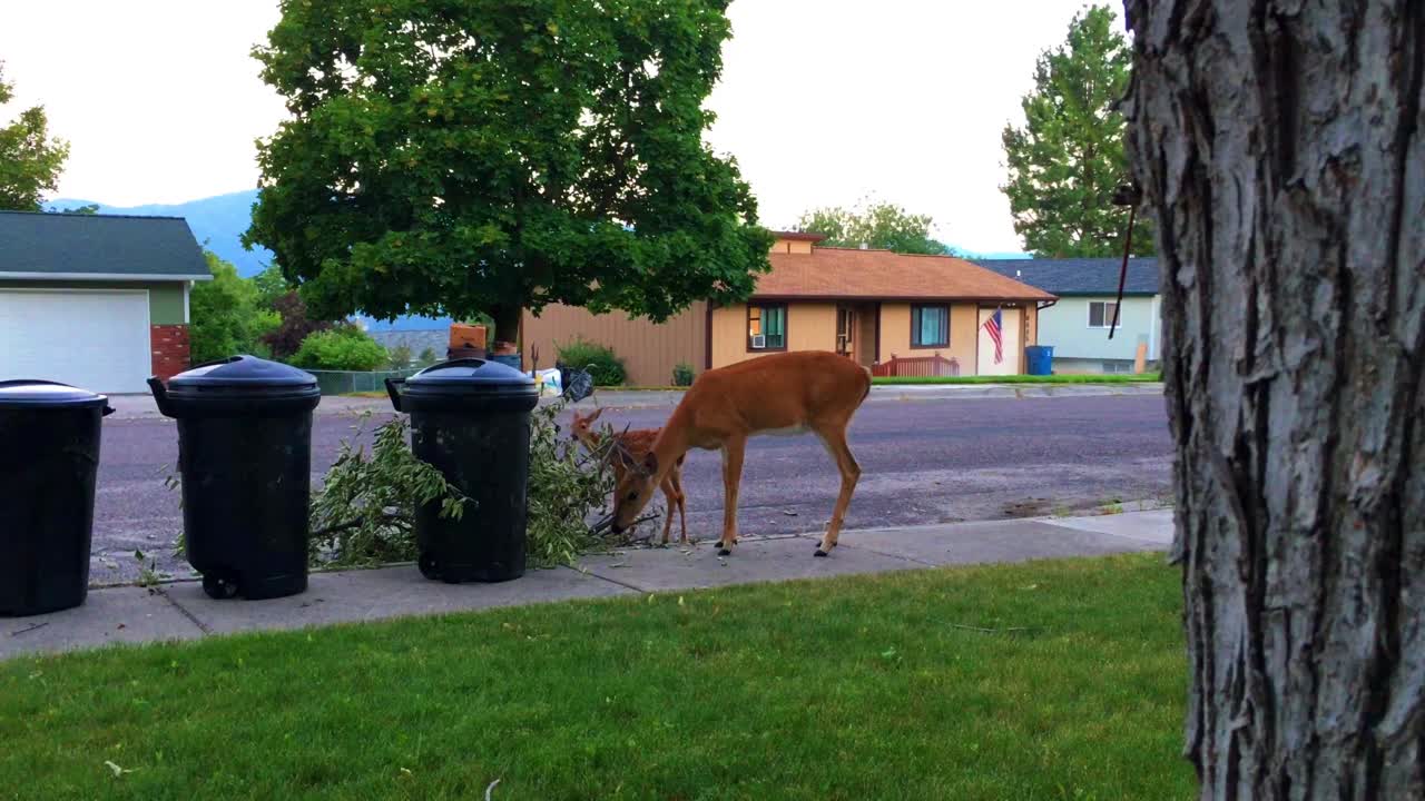 la cámara se mueve desde detrás del árbol para mostrar un primer plano completo de la madre y el venado cola blanca comiendo ramas en la acera residencial