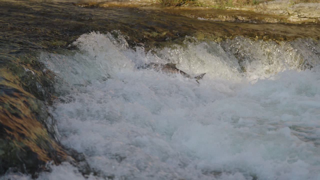 Salmon jumping upstream in Ganaraska River, Ontario slow motion