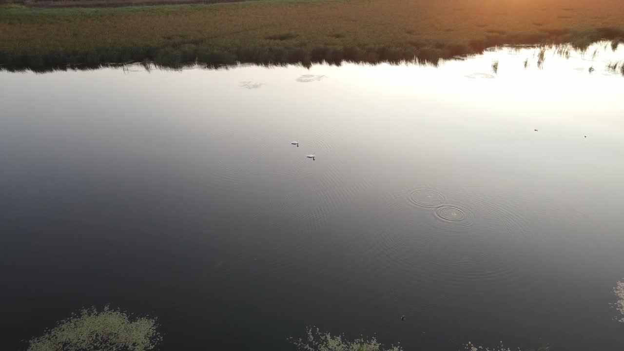 두 마리의 백조가 일몰 동안 잔잔한 호수 물에서 항해하고 있습니다.