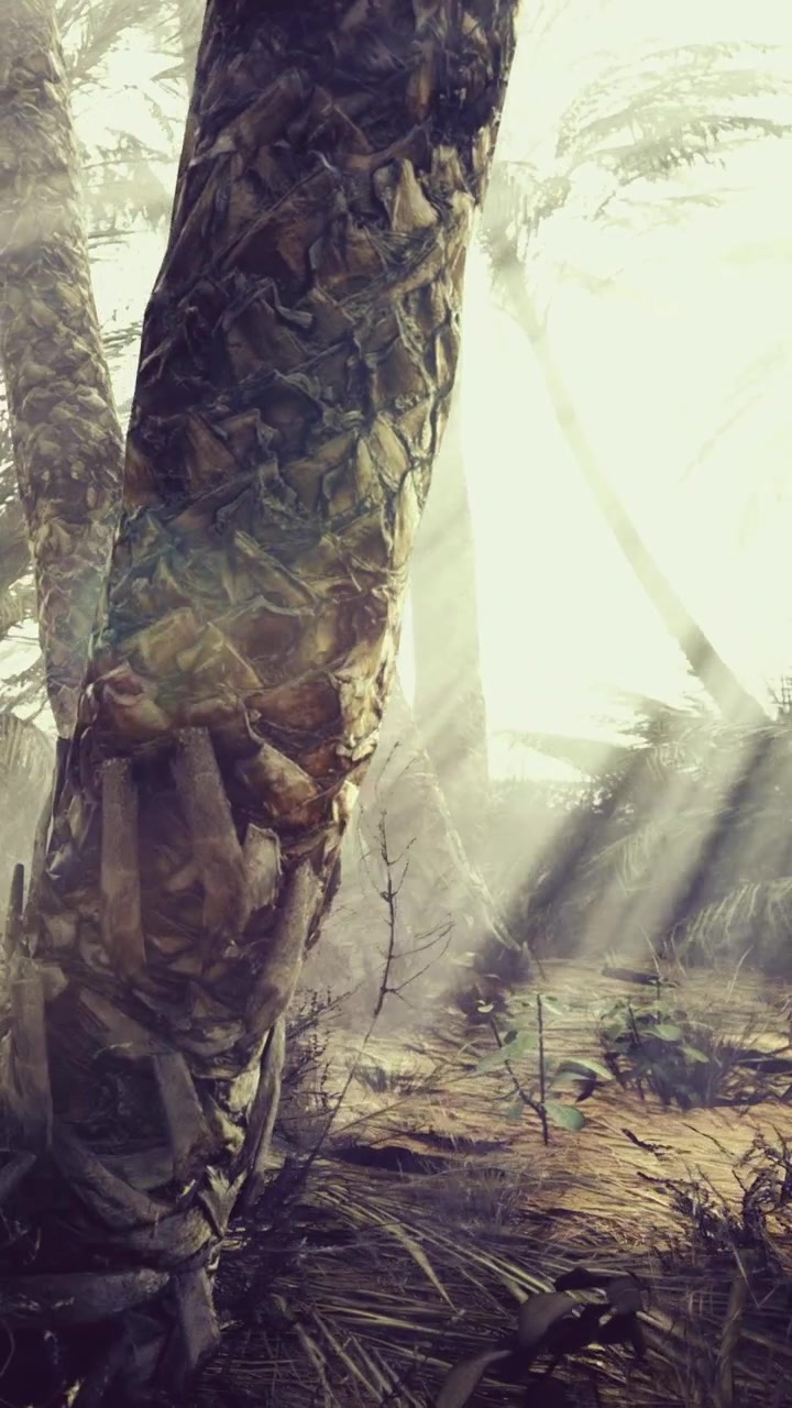 Sunlight shining through trees in a forest at dawn in tropical location