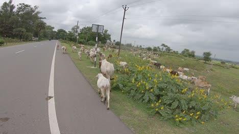 Cows-grazing-in-the-fields-near-Giridih-in-Jharkhand,-India-on-27-September,-2020