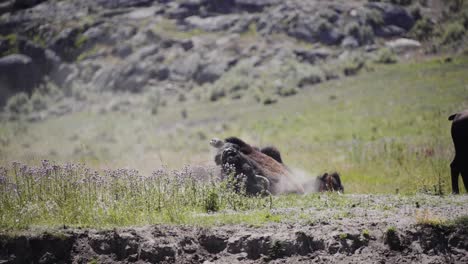 un bisonte rodando en la tierra