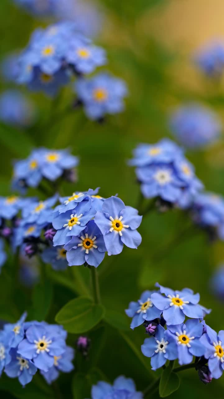 Video close-up bunga forget-me-not biru cerah dengan latar belakang fokus lembut, diambil dari sudut rendah.