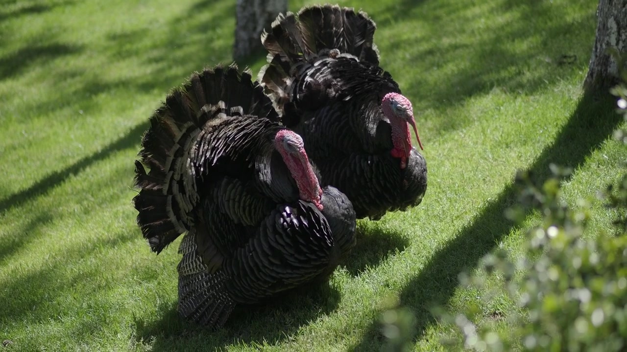 Dos pavos machos exhibiendo plumas sobre hierba verde