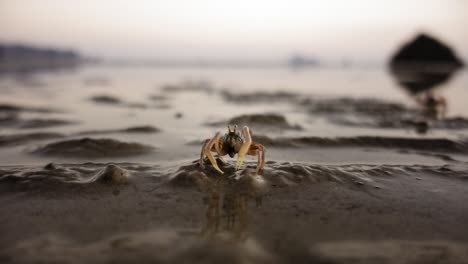 Kleine-Krabbe-Frisst-Sand-Am-Strand,-Nahaufnahme-In-Zeitlupe