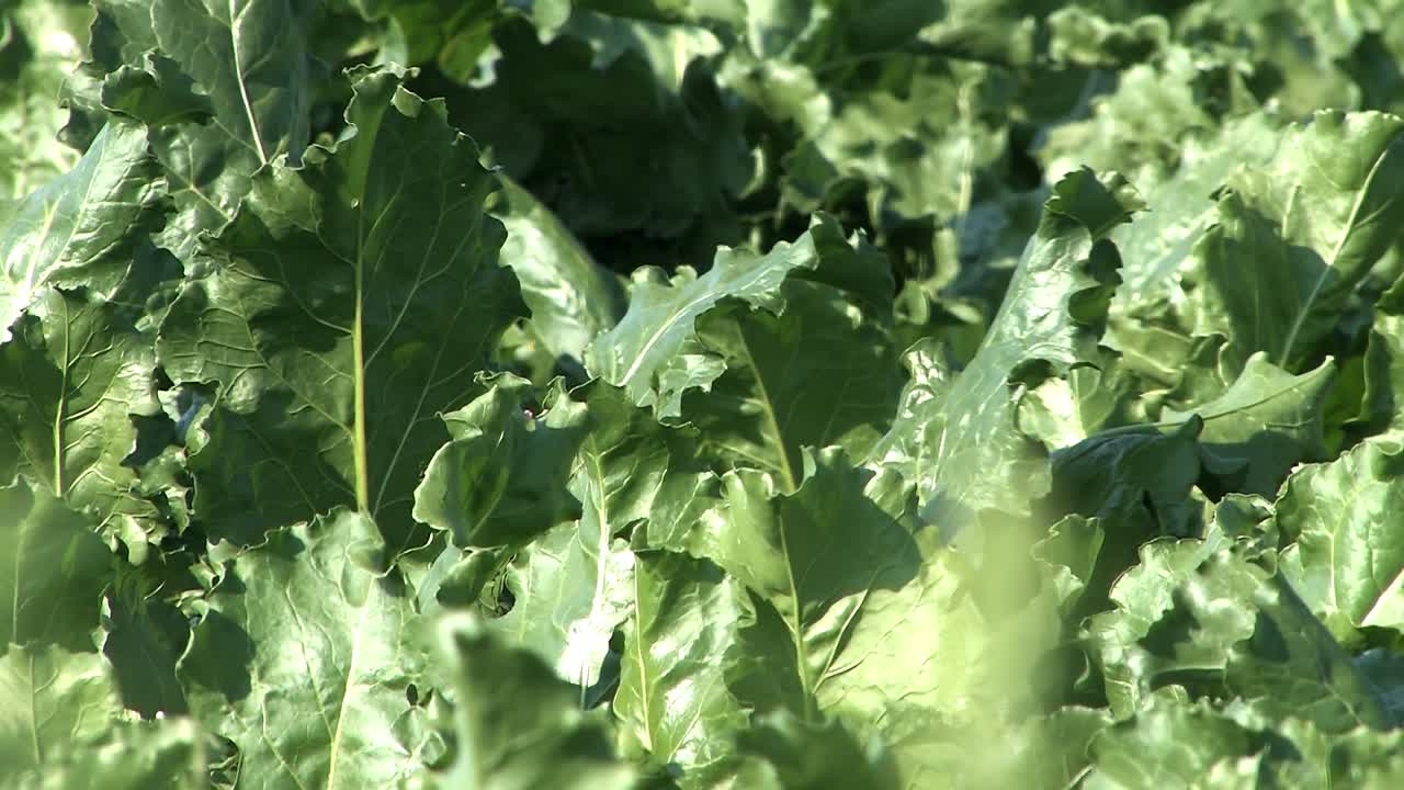 крупный план поля сахарной свеклы в магдебургер бурде, германия