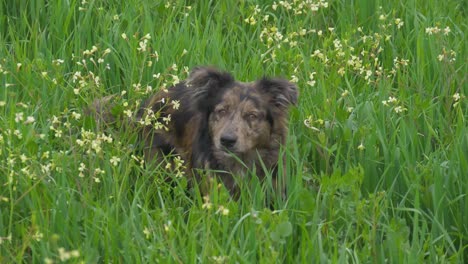 Perro-Collie-Fronterizo-Saltando-En-La-Hierba-Alta-De-Un-Campo-Salvaje