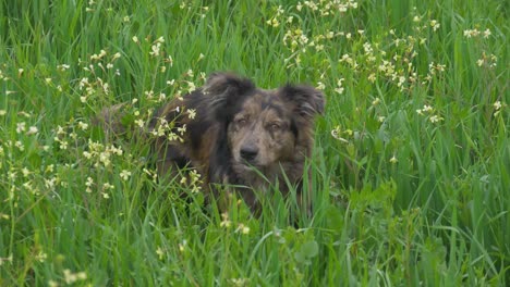 perro collie fronterizo saltando en la hierba alta de un campo salvaje