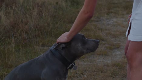 Close-up-of-American-Staffordshire-Terrier-being-pet-on-top-of-head-by-woman