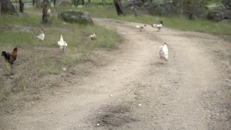 chickens and roosters fighting in wild nature