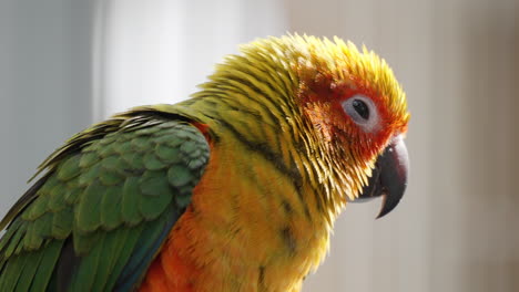 close-up of adorable sleepy sun parakeet or sun conure bird open beack and close eyes