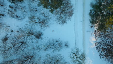 Toma-Aérea-De-Arriba-Hacia-Abajo-De-Un-Paisaje-Nevado-De-Invierno-Entre-árboles-Sin-Hojas-En-Polonia-Al-Atardecer