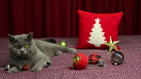 el gato gris y esponjoso de pelo corto británico está mirando a su alrededor en la colcha de damson en el concepto de año nuevo