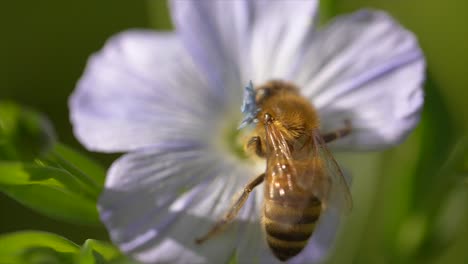 Toma-Macro-Cinematográfica-De-Abeja-Salvaje-Sentada-En-Flor-Y-Buscando-Néctar