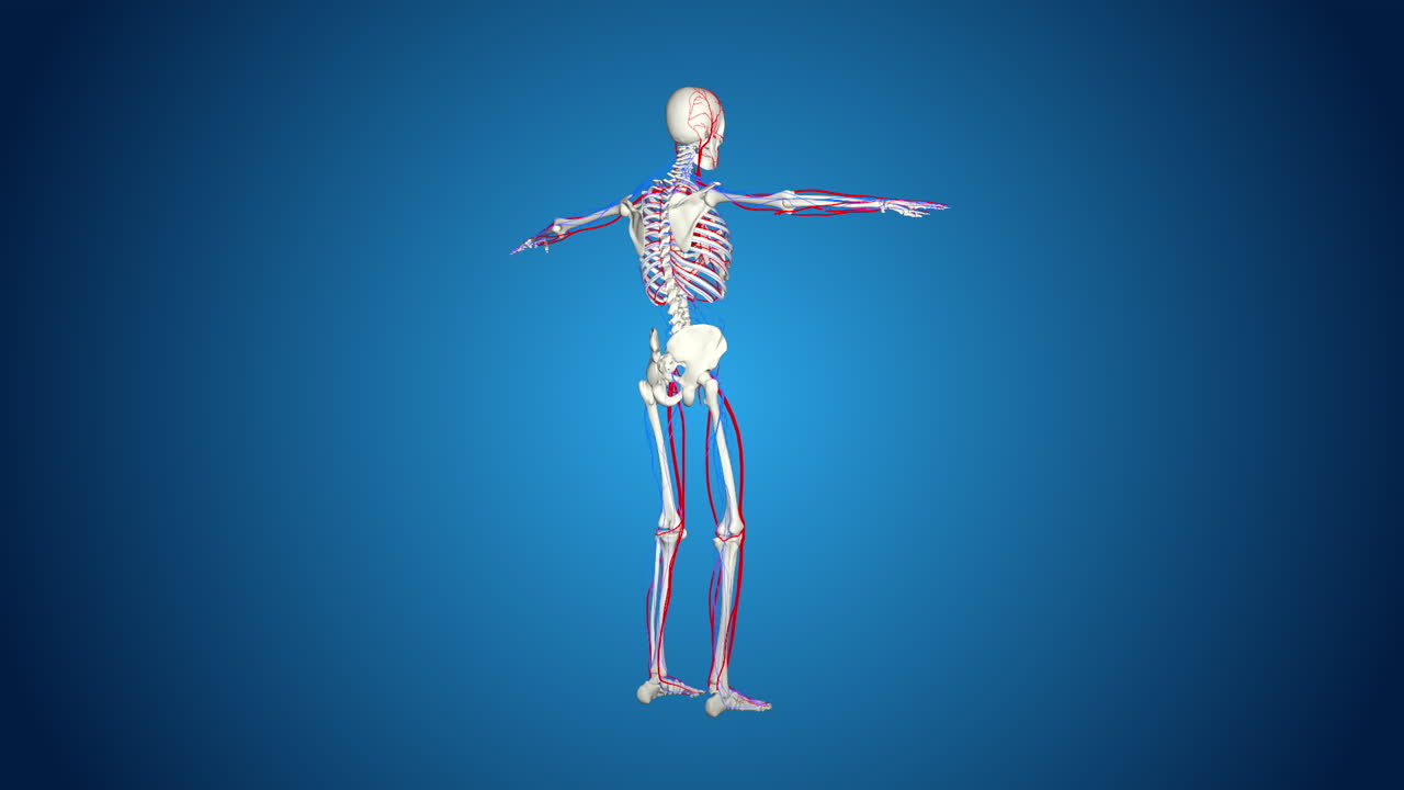 Human Skeleton with Blood Vessels