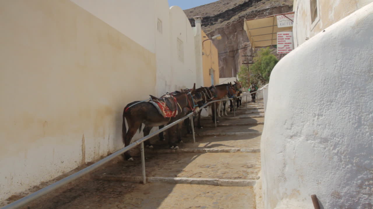 Donkeys resting in the shade in a small alley of a Greek village in Santorini, Greece