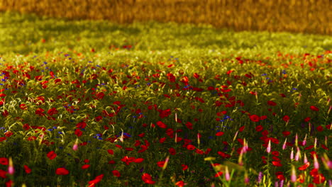 Beautiful-poppy-field-during-sunrise