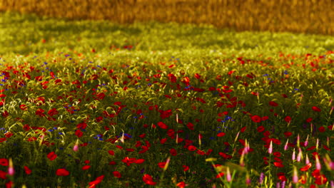 hermoso campo de amapolas durante el amanecer