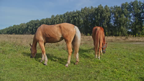 un hermoso caballo está comiendo hierba.