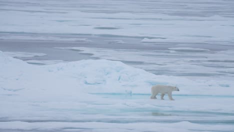 polar bear walking on ice by cold arctic sea on misty day, wide view 60fps