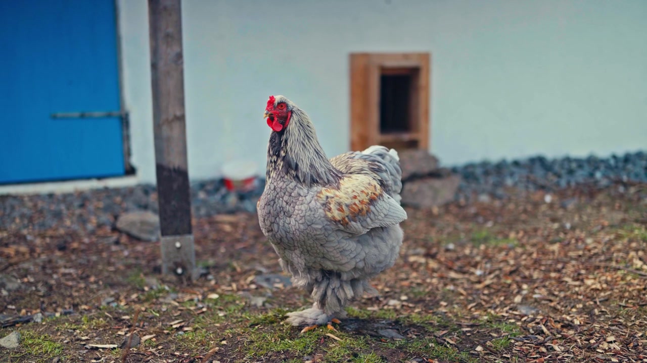 Gri bir tavuk kümesinin yanında çiftlik avlusunda sakince duruyor - Yakın Çekim