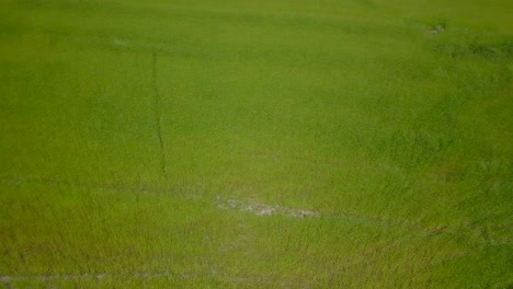 Aerial-drone-view-of-flying-over-the-beautiful-green-grass-field