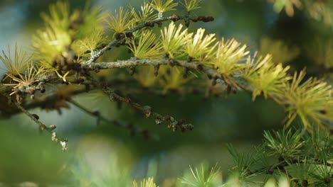 soft, light needles cover the thin branches of the young pine tree