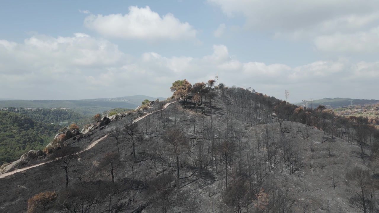 Aerial view circling a desolate hillside covered in black ash and scorched pine trees, showcasing the grim consequences of a devastating forest fire in the mediterranean landscape