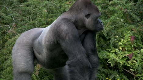foto de cuerpo completo de un gorila de espalda plateada grande, fuerte y poderoso