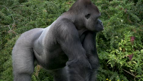 full body shot of a big, strong, and powerful silverback gorilla