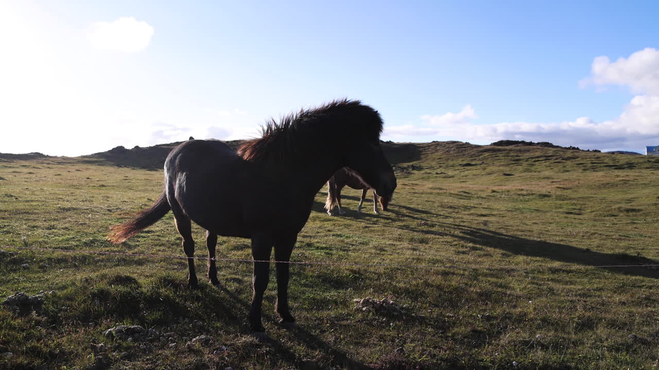 dos majestuosos caballos islandeses están al aire libre