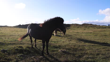 two majestic icelandic horses stand in the open