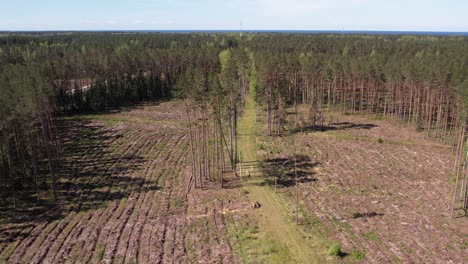 aerial view of deforestation and clear-cutting in a pine forest landscape