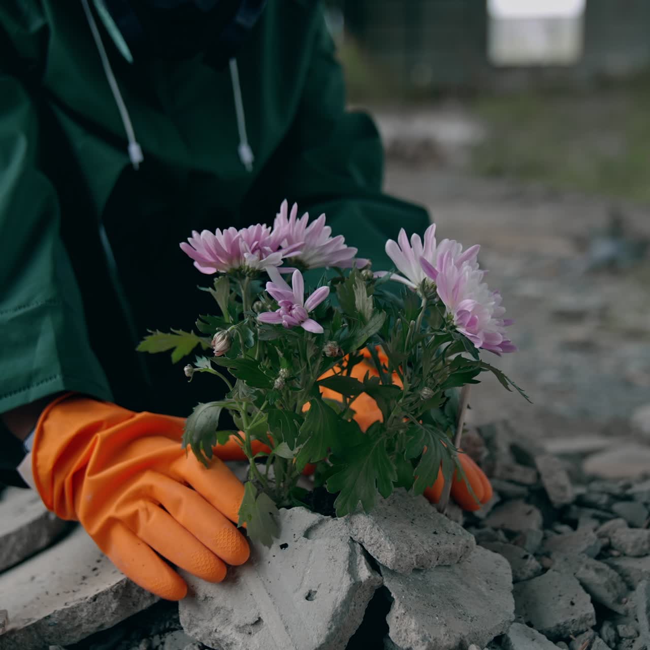 Ecologist saving flowers in dangerous zone. Man in hazmat suit and protective gloves pulling out bunch of flowers in polluted place. Environmental disaster