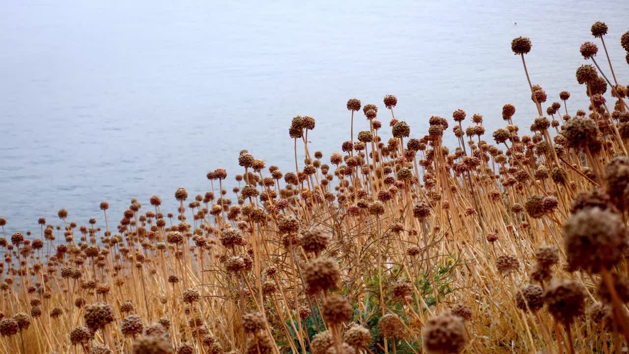 Fiori selvatici secchi e bruciati sulla costa mediterranea di Elafonisos, Grecia, al tramonto. Un sereno paesaggio costiero che mette in risalto l'arida bellezza e la natura della regione del Peloponneso.