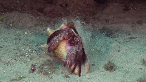 hermit crab in conch shell